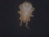  (Ameroseius macrochelae - MZNA442778)  @11 [ ] No Rights Reserved (2016) Eric Palevsky Agricultural Research Organization, Israel
