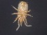  ( - MZNA442813)  @11 [ ] No Rights Reserved (2016) Eric Palevsky Agricultural Research Organization, Israel