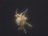 ( - MZNA442840)  @11 [ ] No Rights Reserved (2016) Eric Palevsky Agricultural Research Organization, Israel
