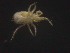  ( - MZNA442842)  @11 [ ] No Rights Reserved (2016) Eric Palevsky Agricultural Research Organization, Israel