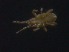  ( - MZNA442843)  @11 [ ] No Rights Reserved (2016) Eric Palevsky Agricultural Research Organization, Israel