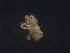  ( - MZNA442846)  @11 [ ] No Rights Reserved (2016) Eric Palevsky Agricultural Research Organization, Israel