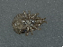  (Dermanyssus carpathicus - UA-NSTX290)  @11 [ ] No Rights Reserved (2016) Eric Palevsky Agricultural Research Organization, Israel