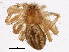  (Thanatus striatus - BIOUG05636-D08)  @15 [ ] CreativeCommons - Attribution (2013) CBG Photography Group Centre for Biodiversity Genomics