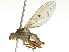  ( - BIOUG05501-A03)  @14 [ ] CreativeCommons - Attribution (2013) CBG Photography Group Centre for Biodiversity Genomics