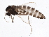  (Smittia sp. 22ES - BIOUG05503-E10)  @14 [ ] CreativeCommons - Attribution (2013) CBG Photography Group Centre for Biodiversity Genomics