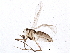  ( - BIOUG05514-D06)  @14 [ ] CreativeCommons - Attribution (2013) CBG Photography Group Centre for Biodiversity Genomics