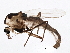  ( - BIOUG05516-G04)  @13 [ ] CreativeCommons - Attribution (2013) CBG Photography Group Centre for Biodiversity Genomics
