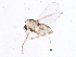  (Thienemanniella xena - BIOUG05517-D05)  @14 [ ] CreativeCommons - Attribution (2013) CBG Photography Group Centre for Biodiversity Genomics