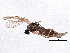  ( - BIOUG05517-G08)  @12 [ ] CreativeCommons - Attribution (2013) CBG Photography Group Centre for Biodiversity Genomics