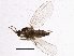  (Campylomyzini - BIOUG05517-G12)  @15 [ ] CreativeCommons - Attribution (2013) CBG Photography Group Centre for Biodiversity Genomics