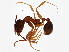  (Aphaenogaster rudis - BIOUG05528-A06)  @16 [ ] CreativeCommons - Attribution (2013) CBG Photography Group Centre for Biodiversity Genomics