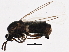  (Scatopsini - BIOUG05531-E11)  @14 [ ] CreativeCommons - Attribution (2013) CBG Photography Group Centre for Biodiversity Genomics