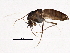  (Camptocladius - BIOUG05531-H01)  @13 [ ] CreativeCommons - Attribution (2013) CBG Photography Group Centre for Biodiversity Genomics