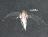  ( - BIOUG05543-B11)  @12 [ ] CreativeCommons - Attribution (2016) CBG Photography Group Centre for Biodiversity Genomics