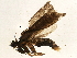  ( - BIOUG05543-C01)  @12 [ ] CreativeCommons - Attribution (2013) CBG Photography Group Centre for Biodiversity Genomics
