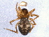  ( - BIOUG05545-F10)  @12 [ ] CreativeCommons - Attribution (2013) CBG Photography Group Centre for Biodiversity Genomics