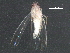  ( - BIOUG05554-E05)  @12 [ ] CreativeCommons - Attribution (2016) CBG Photography Group Centre for Biodiversity Genomics