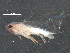  ( - BIOUG05554-E09)  @13 [ ] CreativeCommons - Attribution (2016) CBG Photography Group Centre for Biodiversity Genomics