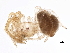  ( - BIOUG05557-H11)  @13 [ ] CreativeCommons - Attribution (2013) CBG Photography Group Centre for Biodiversity Genomics