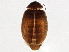  (Contacyphon pubescens - BIOUG05581-D02)  @15 [ ] CreativeCommons - Attribution (2013) CBG Photography Group Centre for Biodiversity Genomics