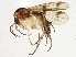  (Mycetophila signatoides - BIOUG05581-H09)  @15 [ ] CreativeCommons - Attribution (2013) CBG Photography Group Centre for Biodiversity Genomics