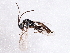  ( - BIOUG05583-F03)  @13 [ ] CreativeCommons - Attribution (2013) CBG Photography Group Centre for Biodiversity Genomics