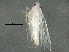  (Eratoneura certa - BIOUG05589-C11)  @13 [ ] CreativeCommons - Attribution (2013) CBG Photography Group Centre for Biodiversity Genomics