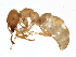  ( - BIOUG05599-G06)  @14 [ ] CreativeCommons - Attribution (2013) CBG Photography Group Centre for Biodiversity Genomics