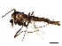  (Orthocladius oliveri - BIOUG05600-D01)  @14 [ ] CreativeCommons - Attribution (2013) CBG Photography Group Centre for Biodiversity Genomics