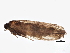  (Epinotia sotipena - BIOUG05618-B09)  @14 [ ] CreativeCommons - Attribution (2013) CBG Photography Group Centre for Biodiversity Genomics