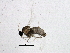  (Semudobia skuhravae - BIOUG05636-E11)  @11 [ ] CreativeCommons - Attribution (2013) CBG Photography Group Centre for Biodiversity Genomics