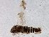  ( - BIOUG05652-C09)  @13 [ ] CreativeCommons - Attribution (2013) CBG Photography Group Centre for Biodiversity Genomics
