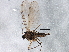  ( - BIOUG05659-E11)  @12 [ ] CreativeCommons - Attribution (2013) CBG Photography Group Centre for Biodiversity Genomics
