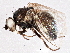  (Phytomyza solidaginophaga - BIOUG05675-H10)  @14 [ ] CreativeCommons - Attribution (2013) CBG Photography Group Centre for Biodiversity Genomics
