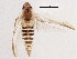  ( - BIOUG05689-B03)  @13 [ ] CreativeCommons - Attribution (2013) CBG Photography Group Centre for Biodiversity Genomics