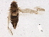  ( - BIOUG05713-A01)  @13 [ ] CreativeCommons - Attribution (2013) CBG Photography Group Centre for Biodiversity Genomics