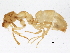  (Lasius nearcticus - BIOUG05507-D07)  @15 [ ] CreativeCommons - Attribution (2013) CBG Photography Group Centre for Biodiversity Genomics