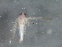  ( - BIOUG05507-F04)  @13 [ ] CreativeCommons - Attribution (2013) CBG Photography Group Centre for Biodiversity Genomics