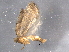  ( - BIOUG05511-F01)  @12 [ ] CreativeCommons - Attribution (2012) CBG Photography Group Centre for Biodiversity Genomics