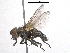  ( - BIOUG05518-B06)  @13 [ ] CreativeCommons - Attribution (2012) CBG Photography Group Centre for Biodiversity Genomics