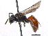  (Sphecodes minor - BIOUG05530-F08)  @14 [ ] CreativeCommons - Attribution (2012) CBG Photography Group Centre for Biodiversity Genomics