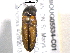  (Corymbitodes tarsalis - BIOUG05534-C01)  @14 [ ] CreativeCommons - Attribution (2012) CBG Photography Group Centre for Biodiversity Genomics