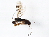  ( - BIOUG05536-A10)  @13 [ ] CreativeCommons - Attribution (2013) CBG Photography Group Centre for Biodiversity Genomics