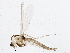  (Orthocladius carlatus - BIOUG05538-E07)  @14 [ ] CreativeCommons - Attribution (2013) CBG Photography Group Centre for Biodiversity Genomics