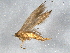  ( - BIOUG05594-G04)  @12 [ ] CreativeCommons - Attribution (2012) CBG Photography Group Centre for Biodiversity Genomics
