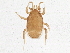  (Cheiroseius cascadensis - BIOUG05609-E12)  @14 [ ] CreativeCommons - Attribution (2013) CBG Photography Group Centre for Biodiversity Genomics