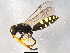  ( - BIOUG05610-F11)  @14 [ ] CreativeCommons - Attribution (2012) CBG Photography Group Centre for Biodiversity Genomics