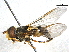  (Syrphus rectus - BIOUG05611-D08)  @16 [ ] CreativeCommons - Attribution (2012) CBG Photography Group Centre for Biodiversity Genomics