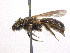  ( - BIOUG05615-B10)  @13 [ ] CreativeCommons - Attribution (2012) CBG Photography Group Centre for Biodiversity Genomics